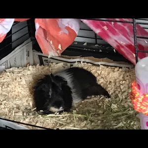 Meet your Posher, Semanda